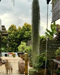 Namly Drive (D10), Semi-Detached #529388381